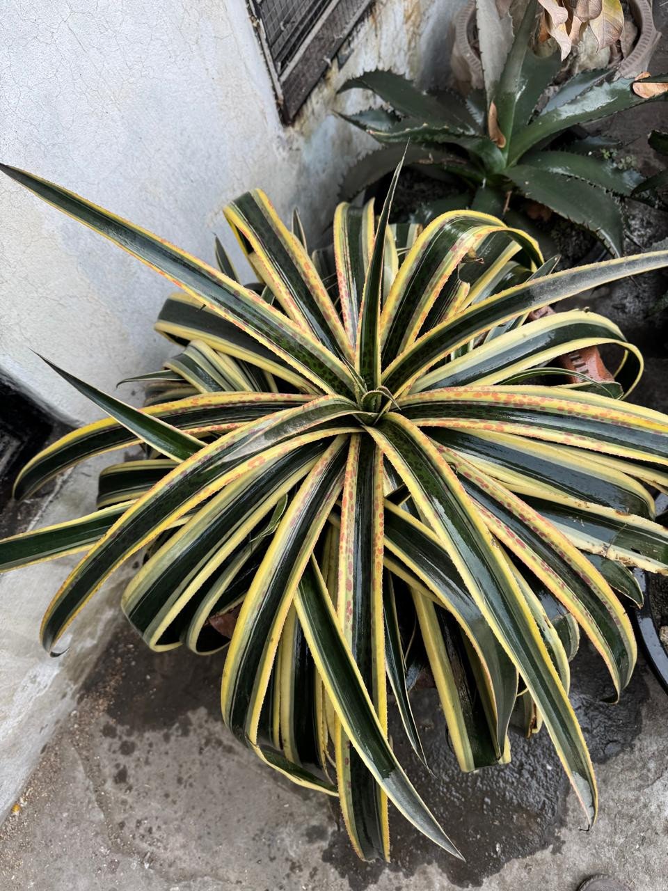 Snow Leopard Mangave