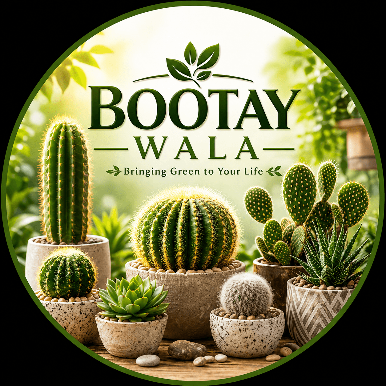 Cactus Plants